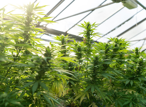 Major equipment required to grow Indoor marijuana?